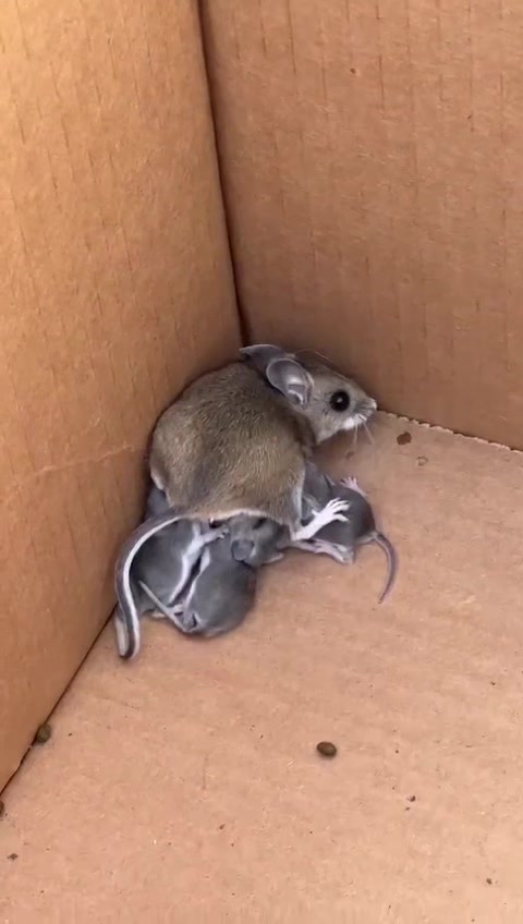 @cozypouch