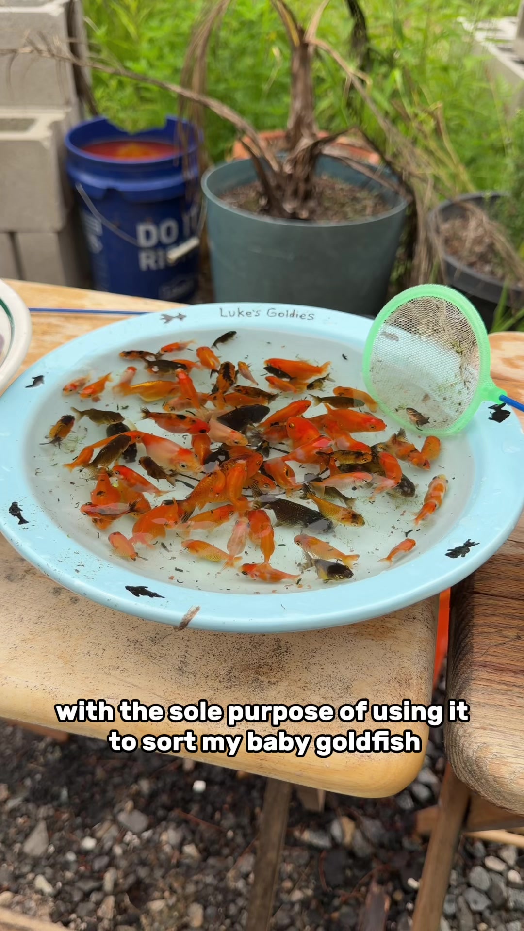 @The Goldfish Guy