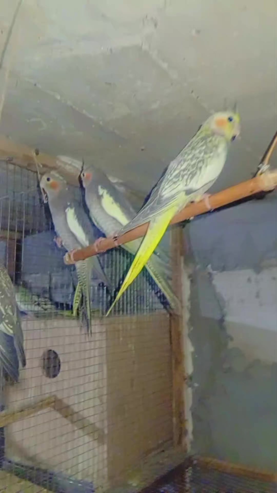 @Թութակներ🦜🐕🦺🐇