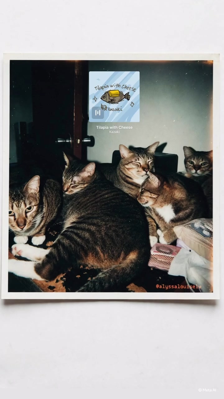 @17meows