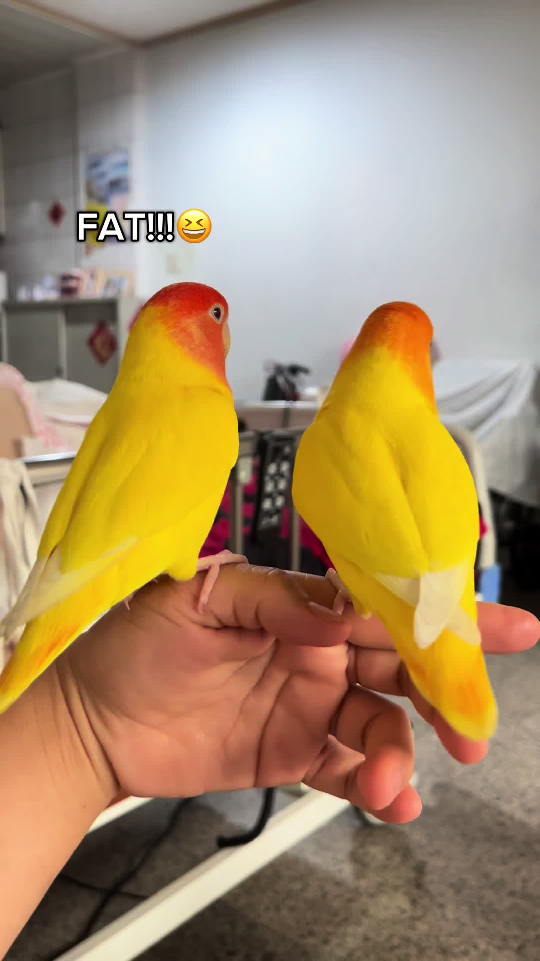 @crisaandbirds