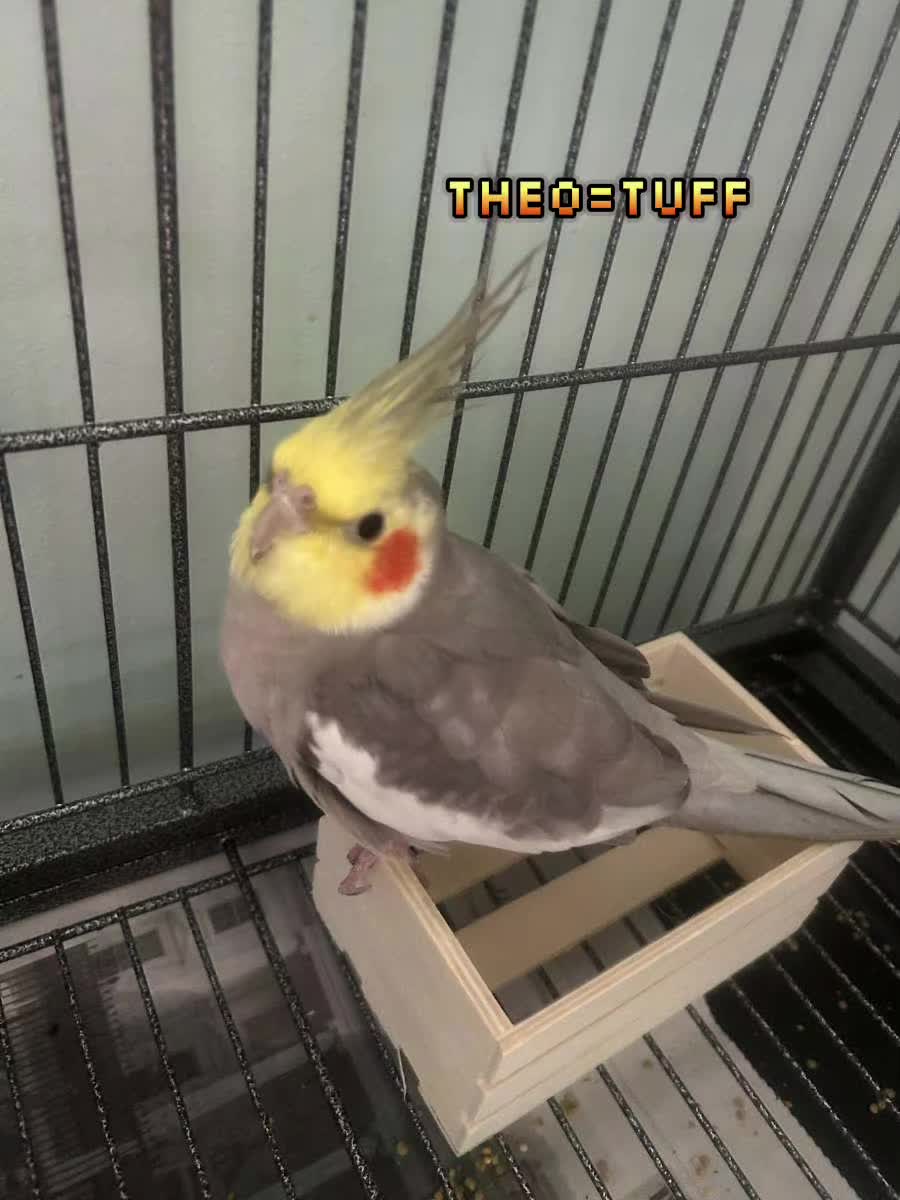 @raeisthegoatof67