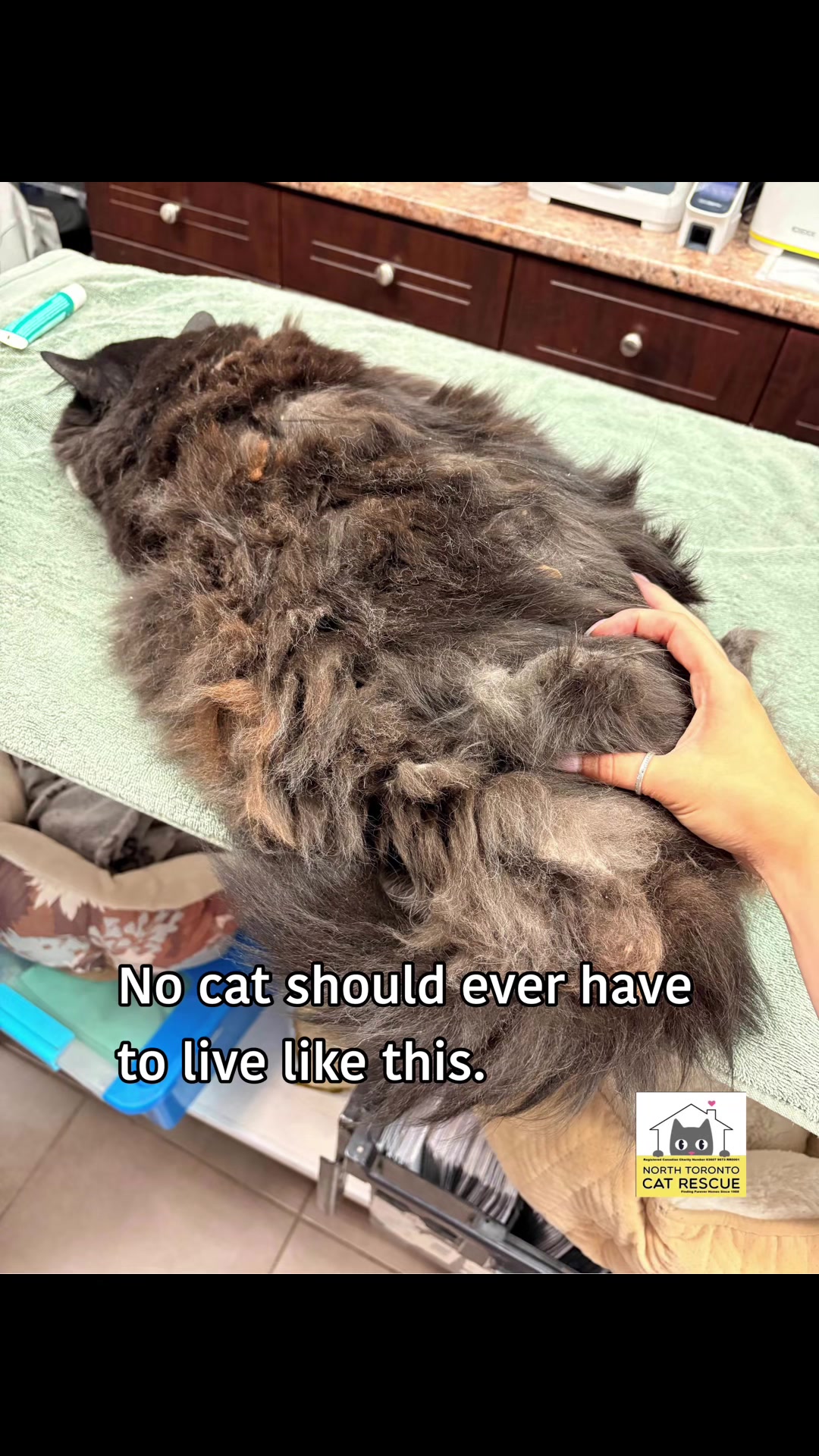 @North Toronto Cat Rescue