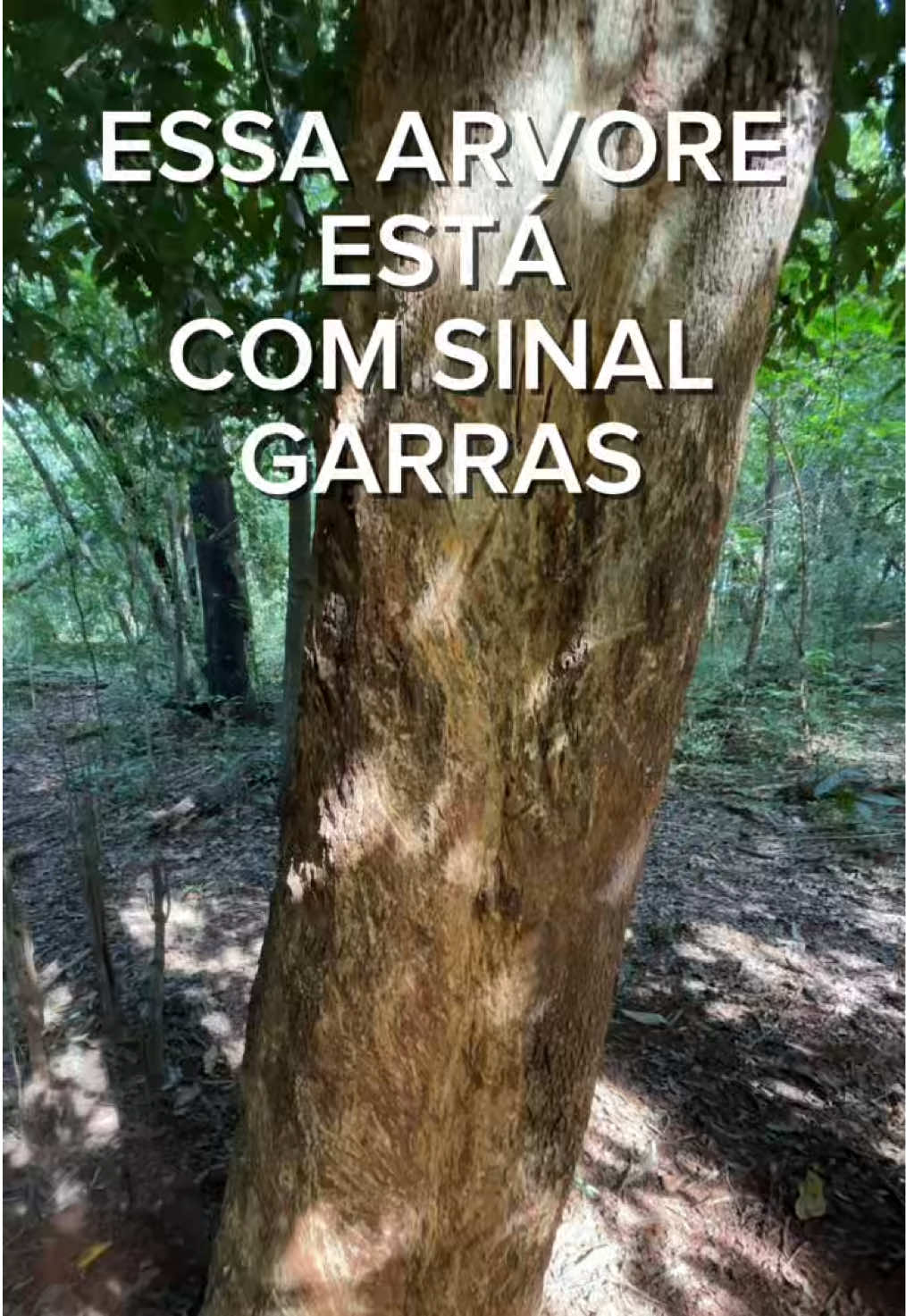 @JDM A NATUREZA EM AÇÃO