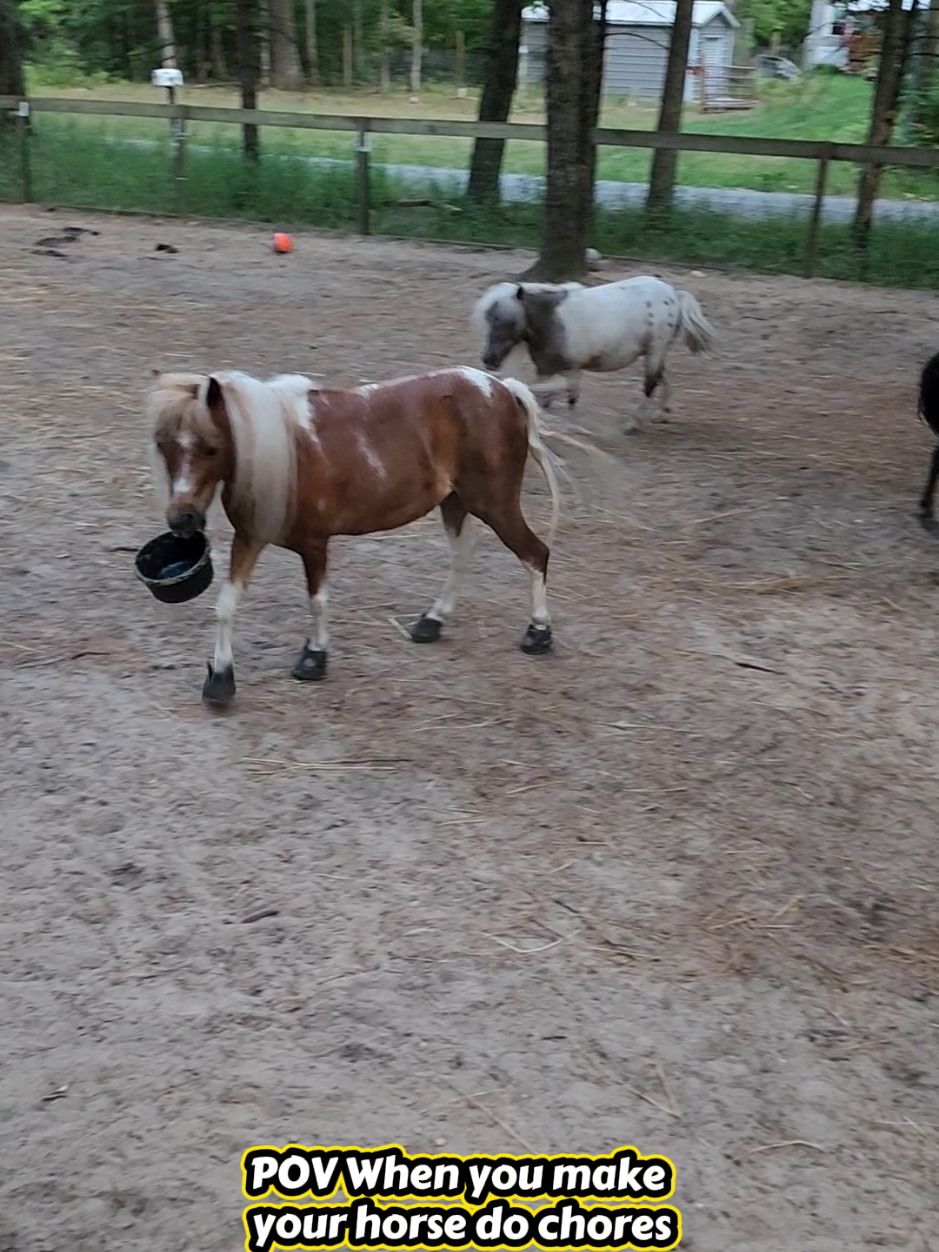 @minihorsemomandtrainer🐴🐴🐴🐴