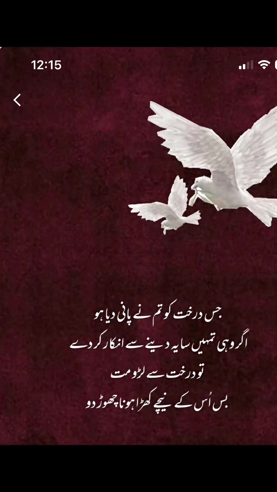@Kash🌹