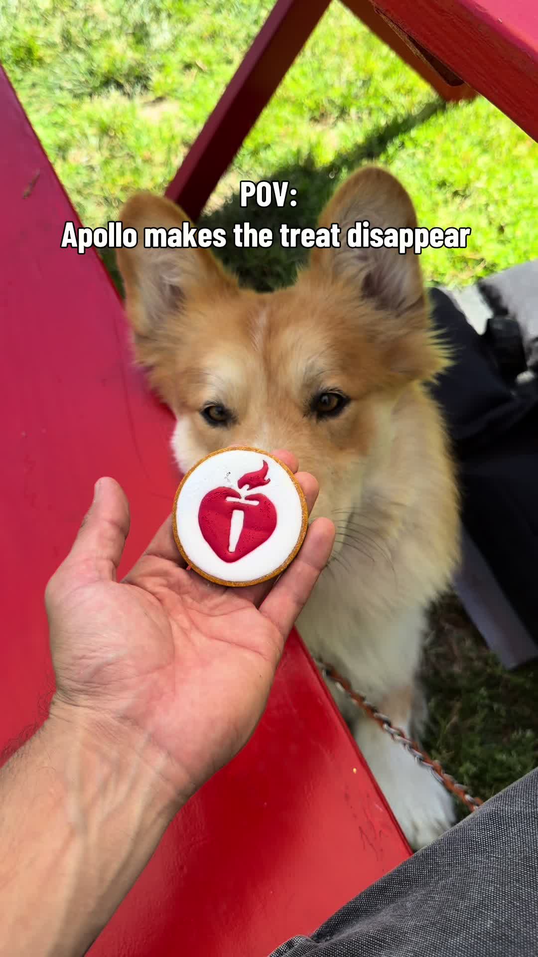 @apollothecorgimute