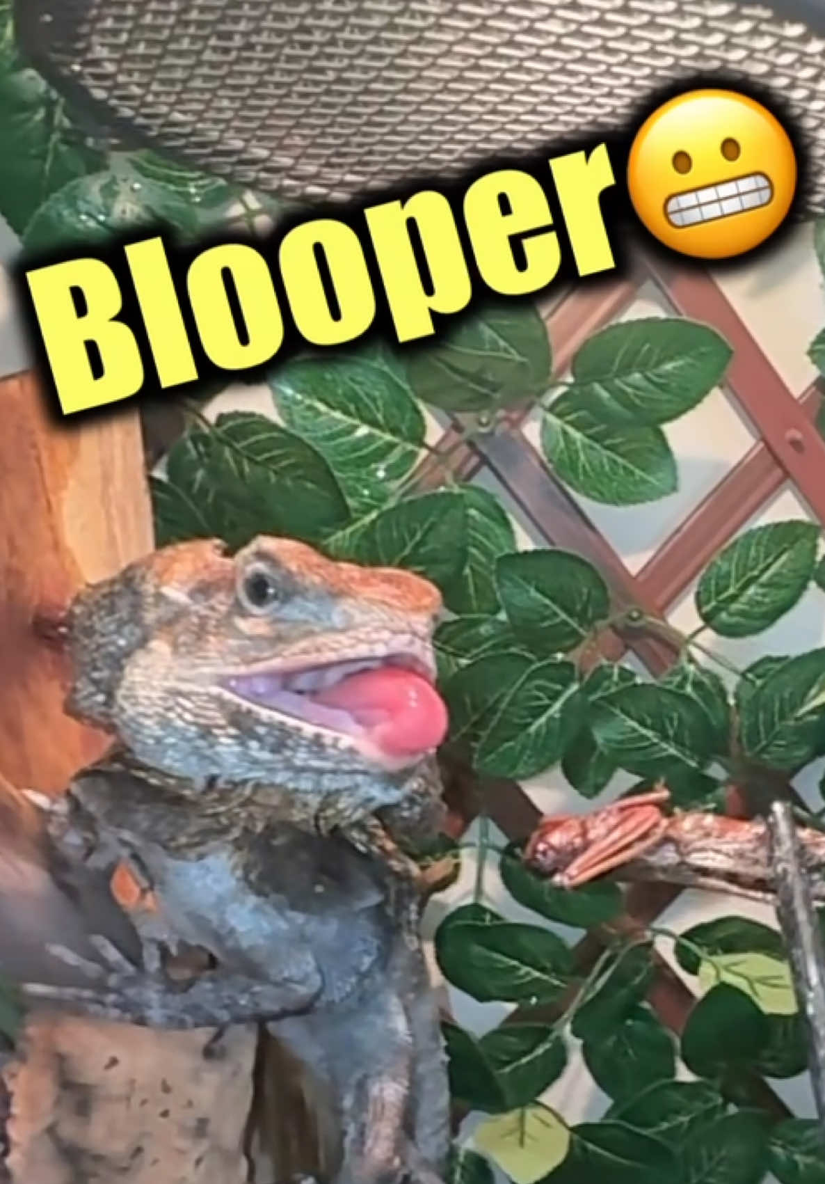 @Tommys_reptiles