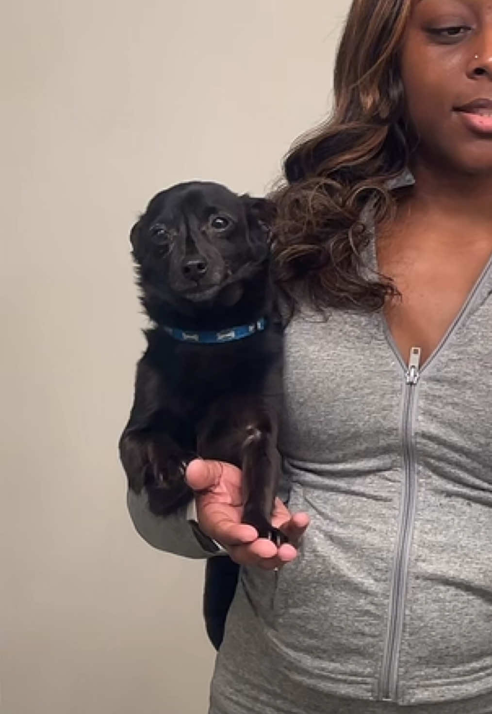@Blackjack_Chihuahua