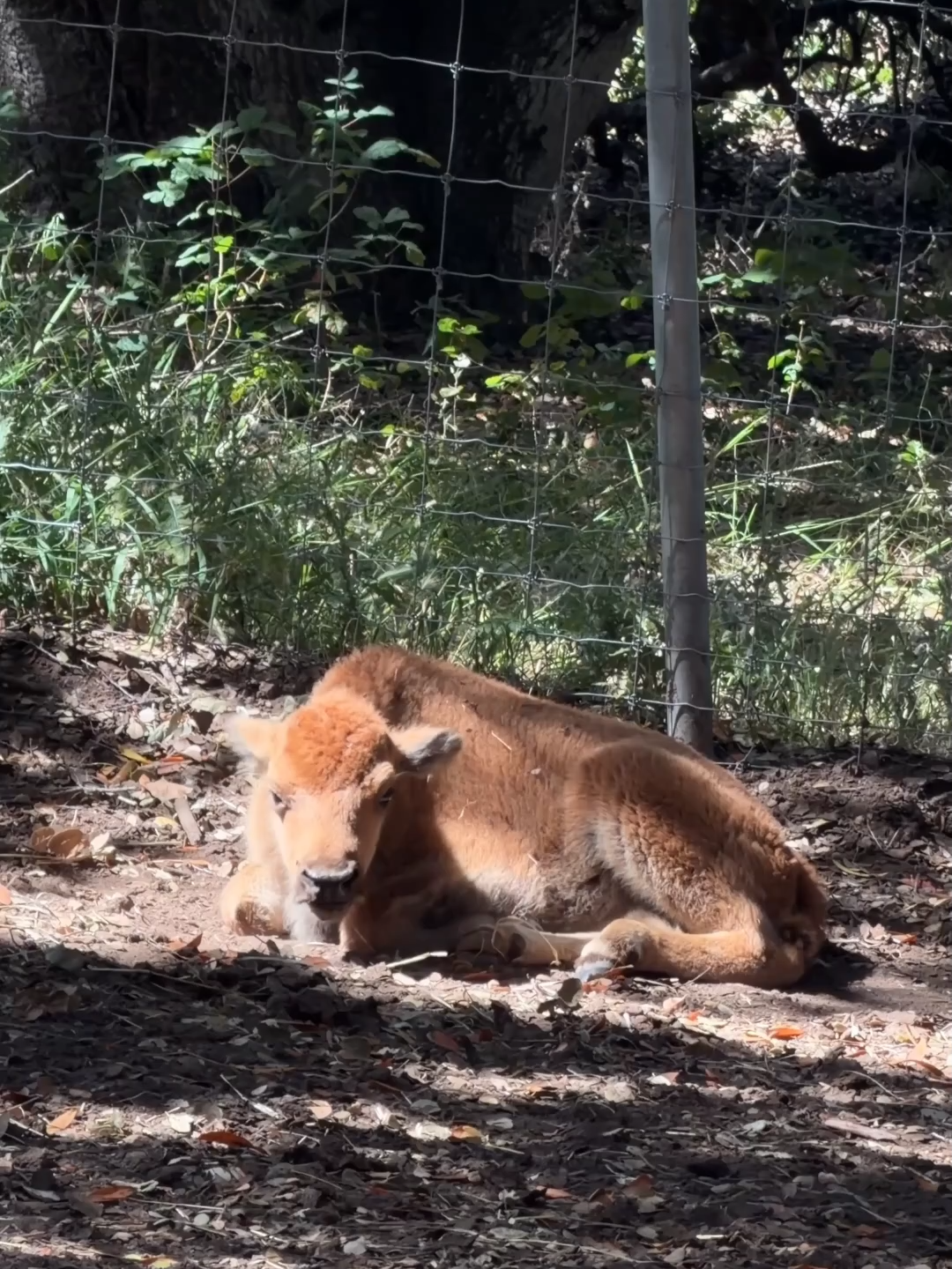 @Oakland Zoo