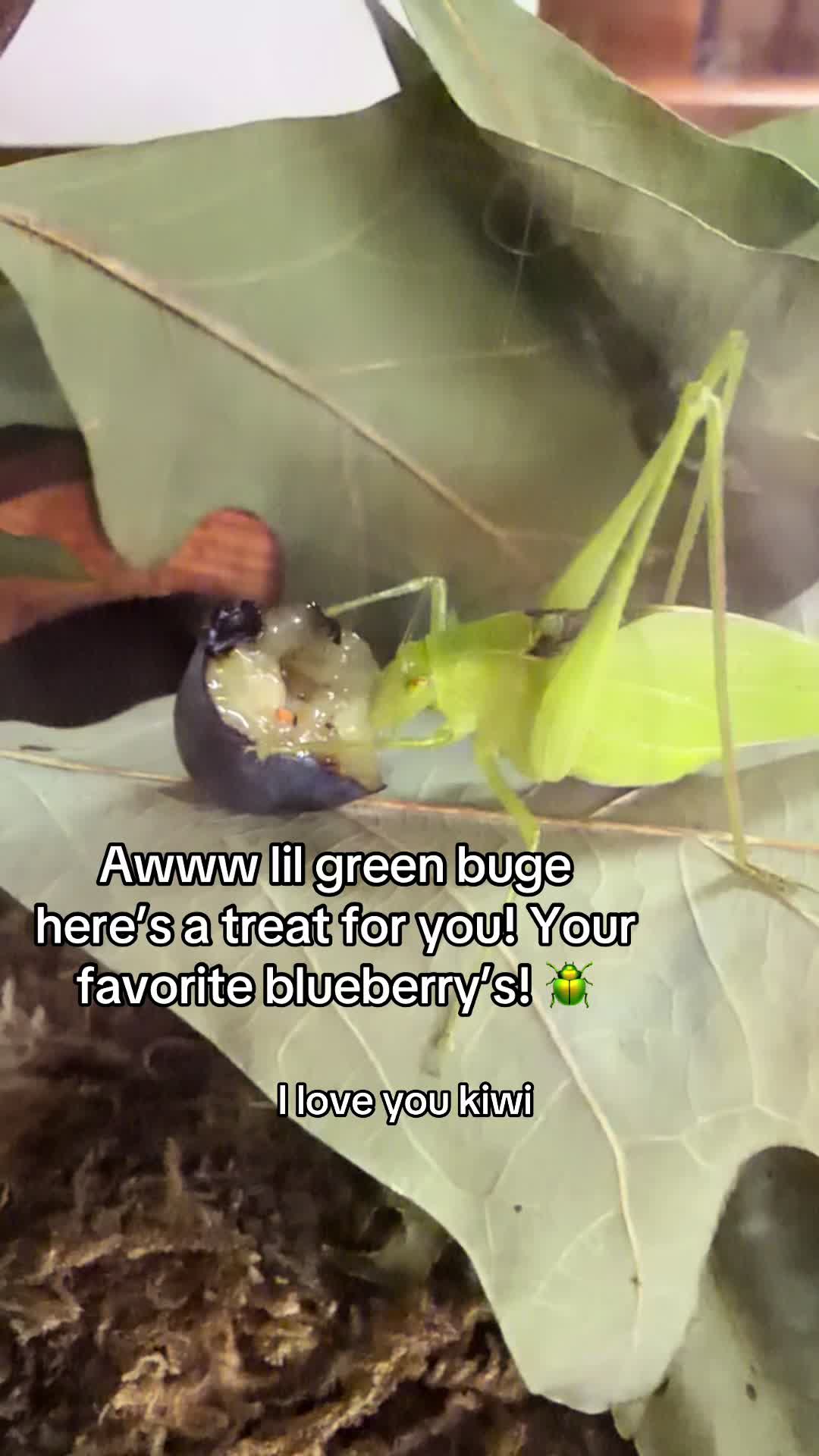 @🪲🐛Rain’s Exotic Pets🦗🐞