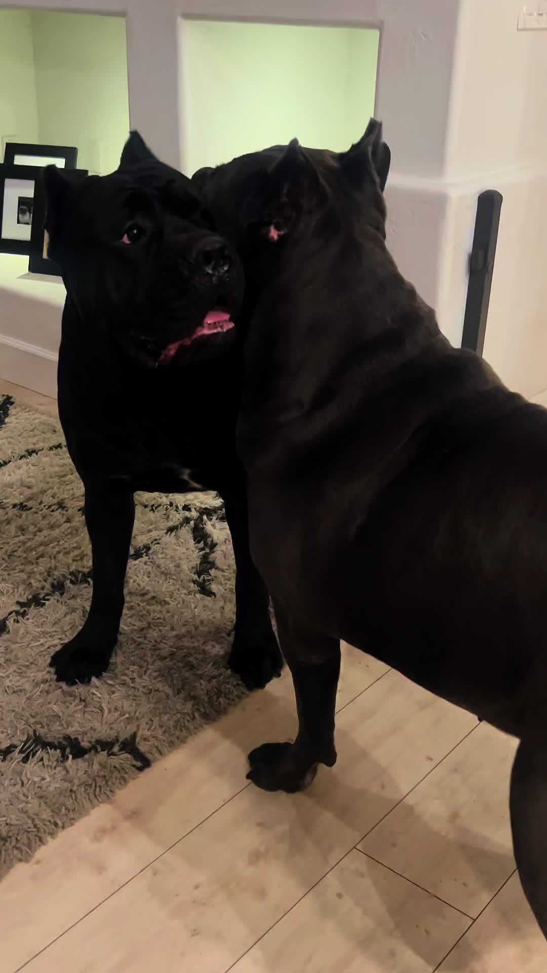 @Phoenician Cane Corso Stormi