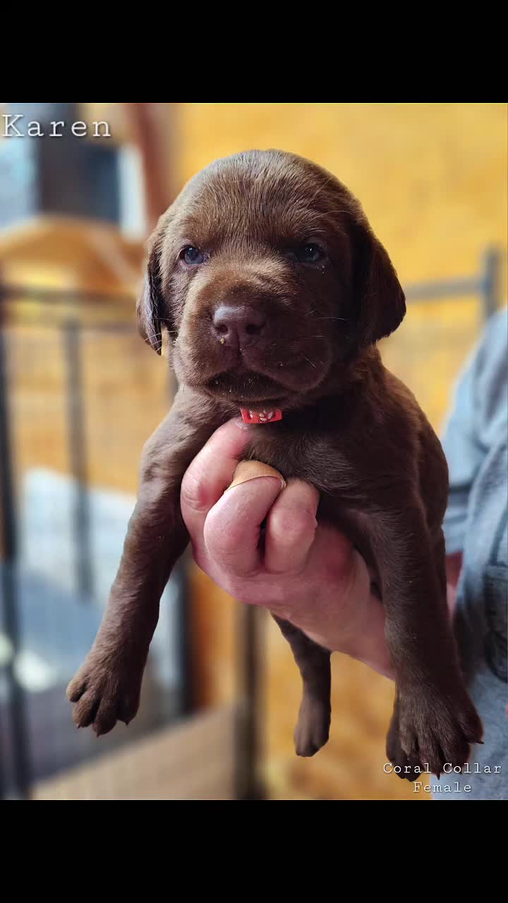 @Lindley Labradors