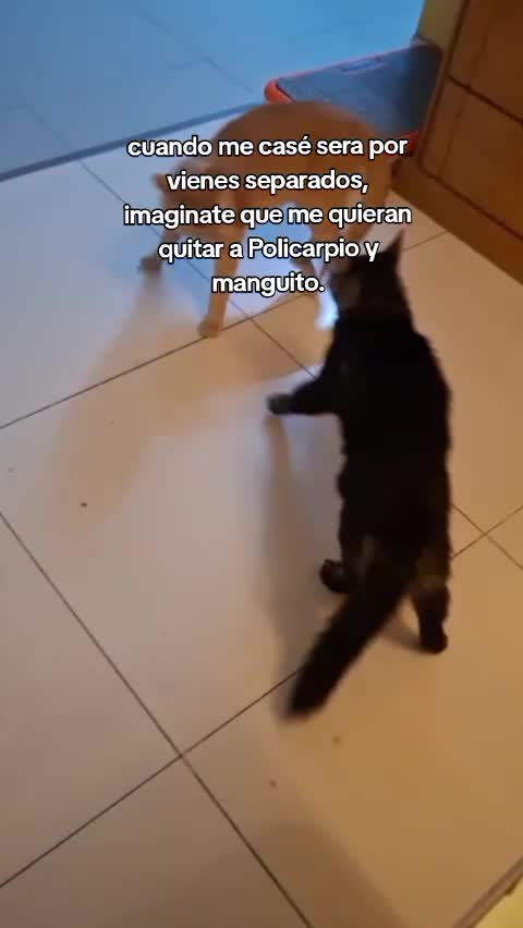 @Pamela Bocangel