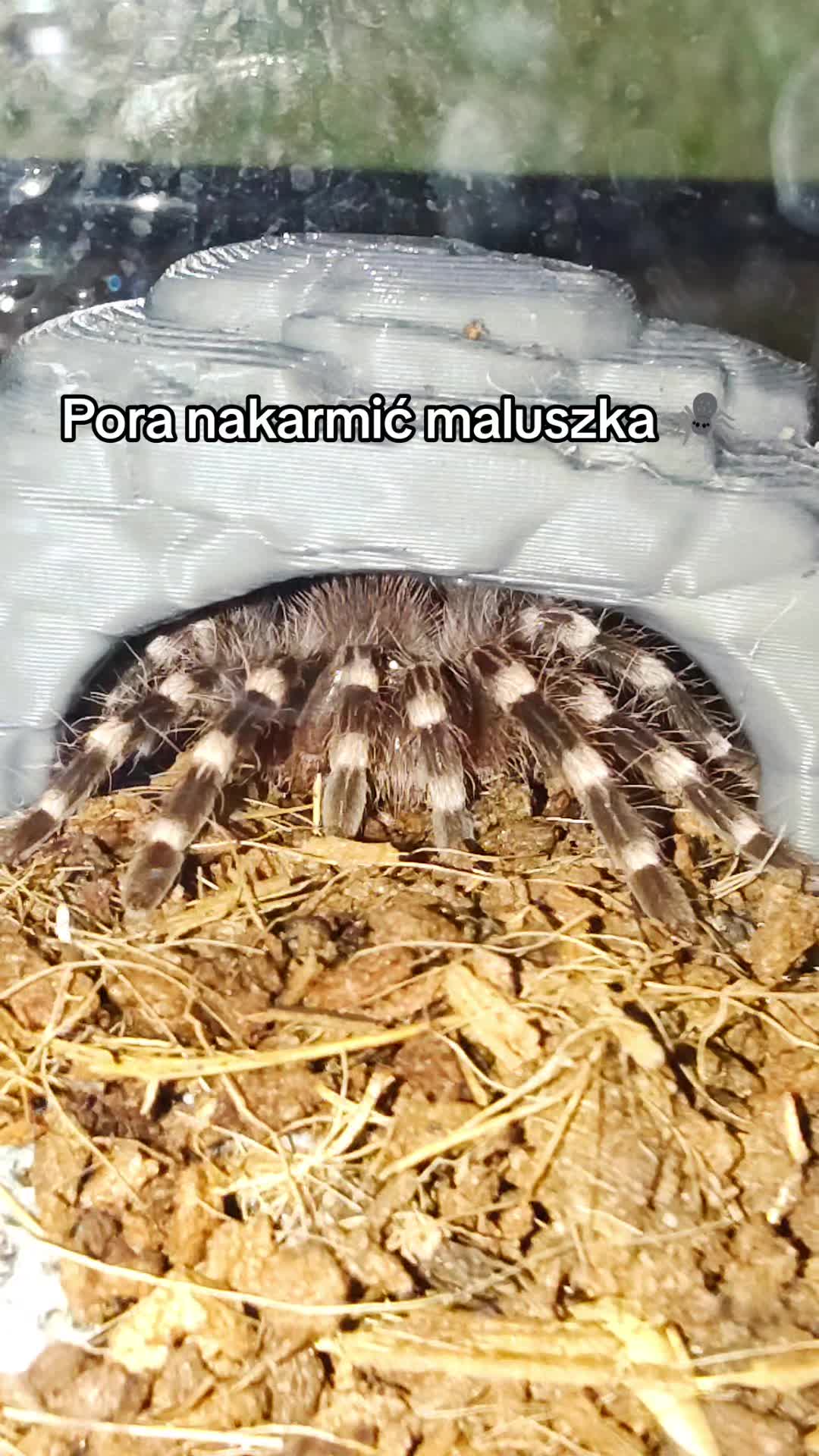 @Magdalena® 🕷️🐍🦂🪴