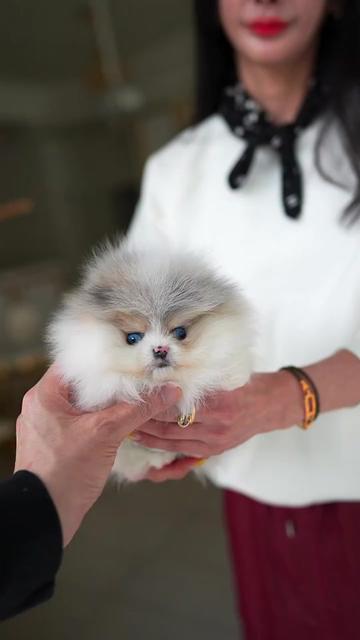 @kate_pomeranianl