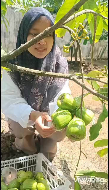 @Bibit khusus samarinda