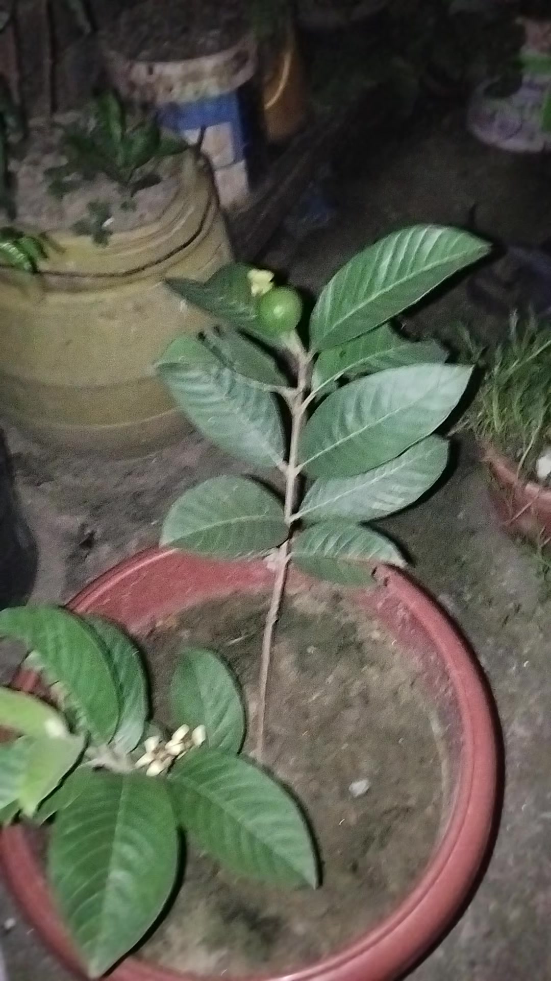 @Lama sanjeev