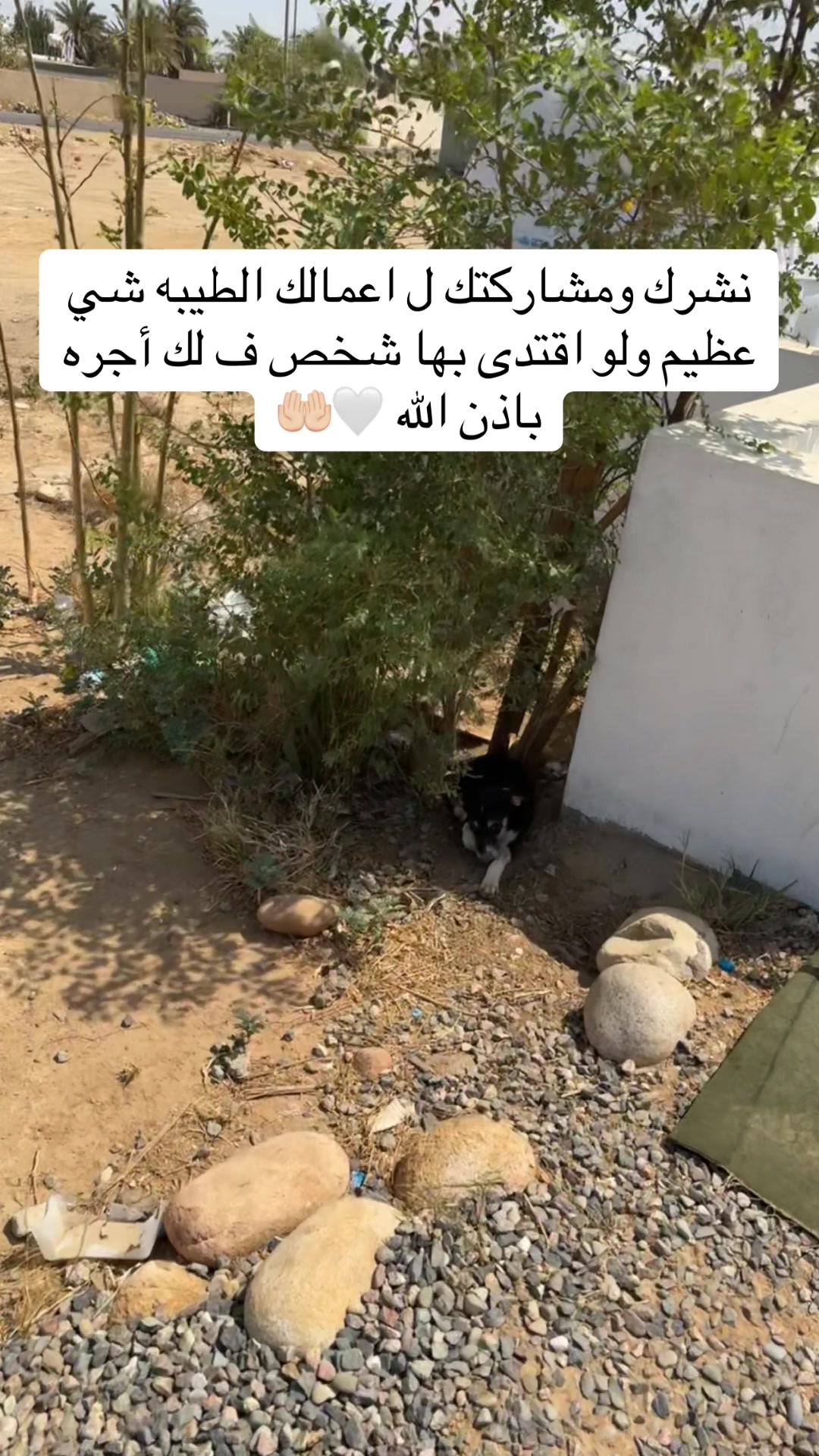 @مـاجـد✨