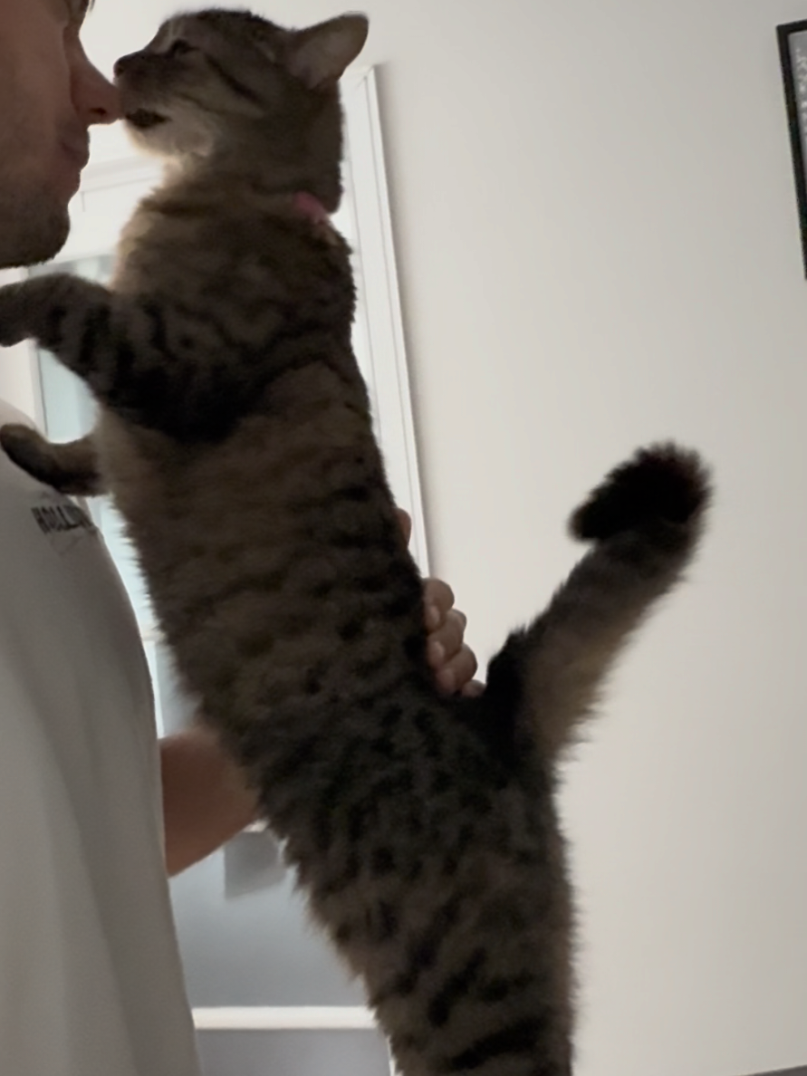 @Bellarda the cat