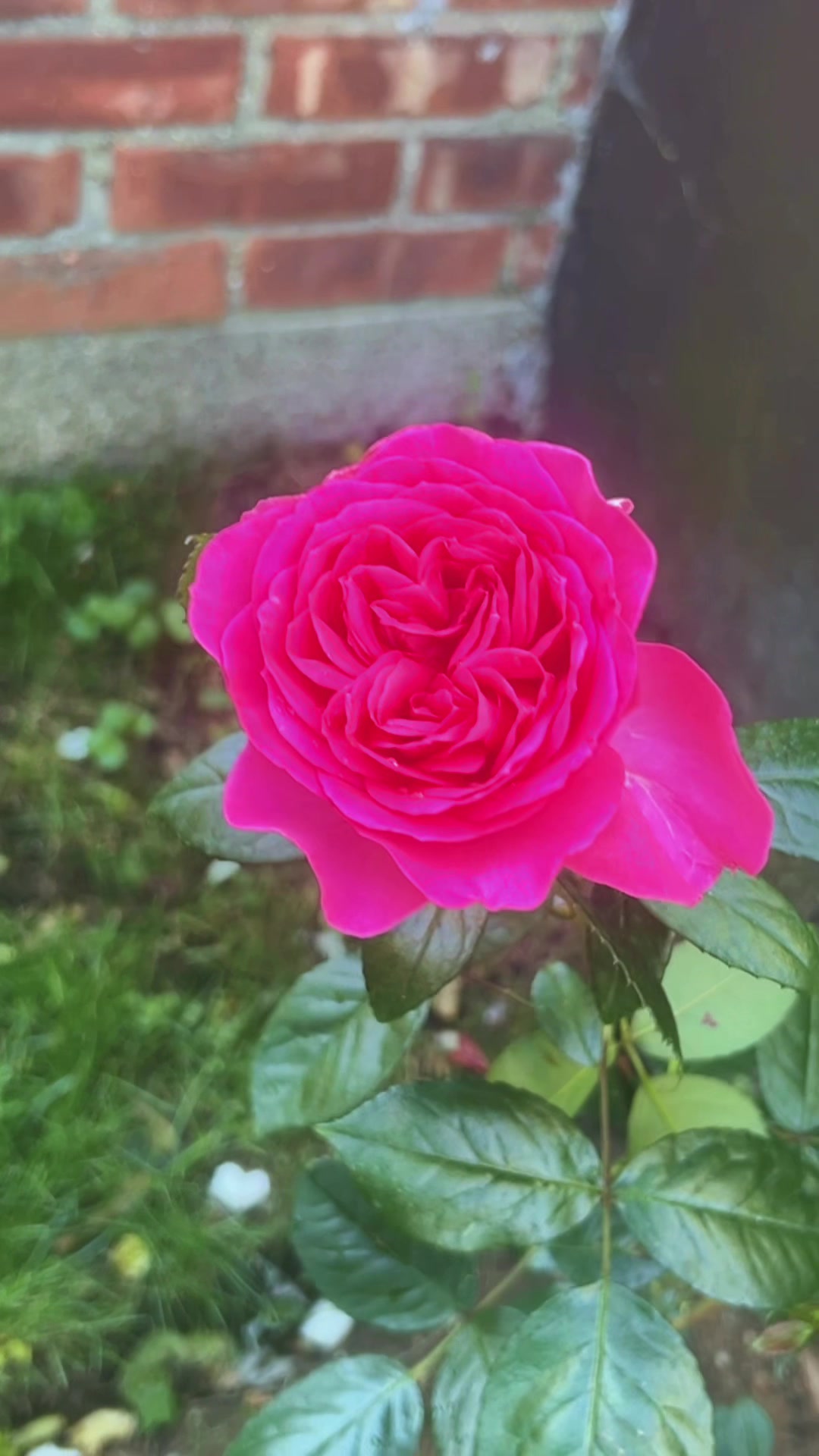 @🕊️