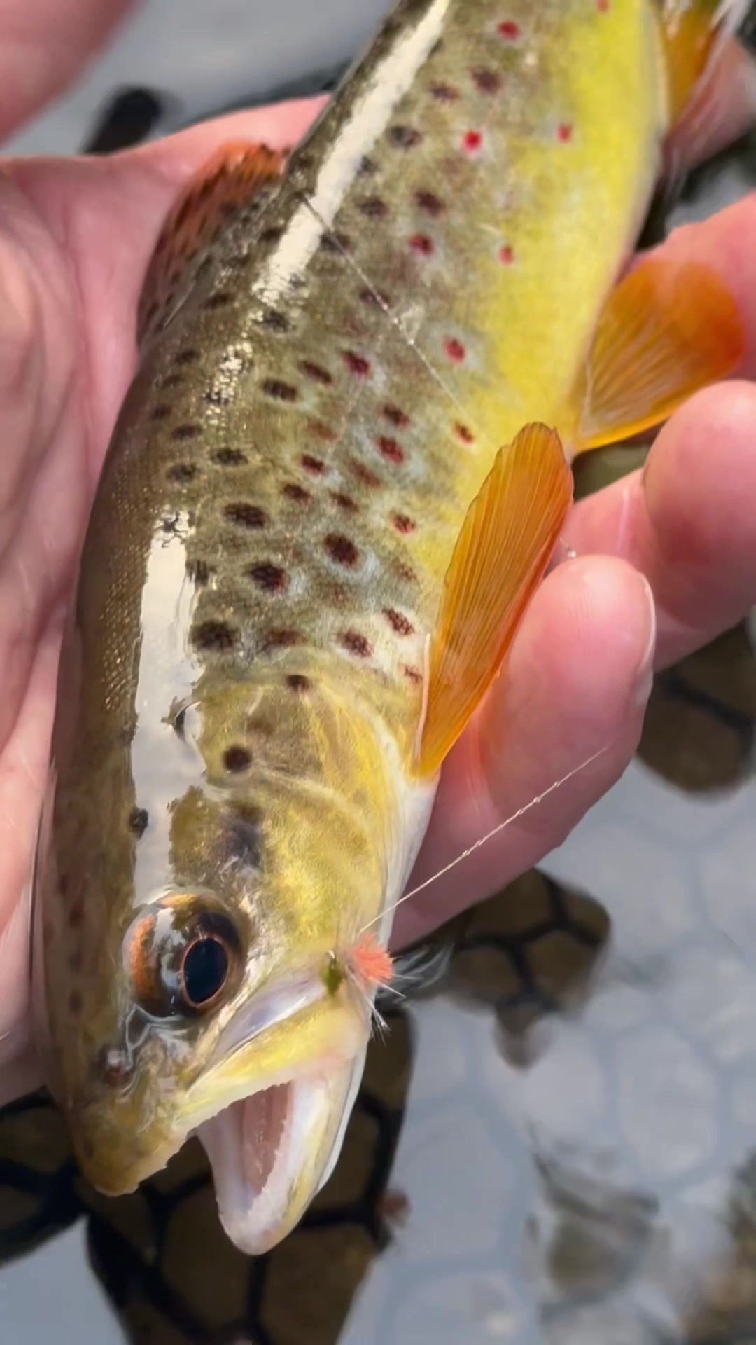 @FlyFishDelawhere
