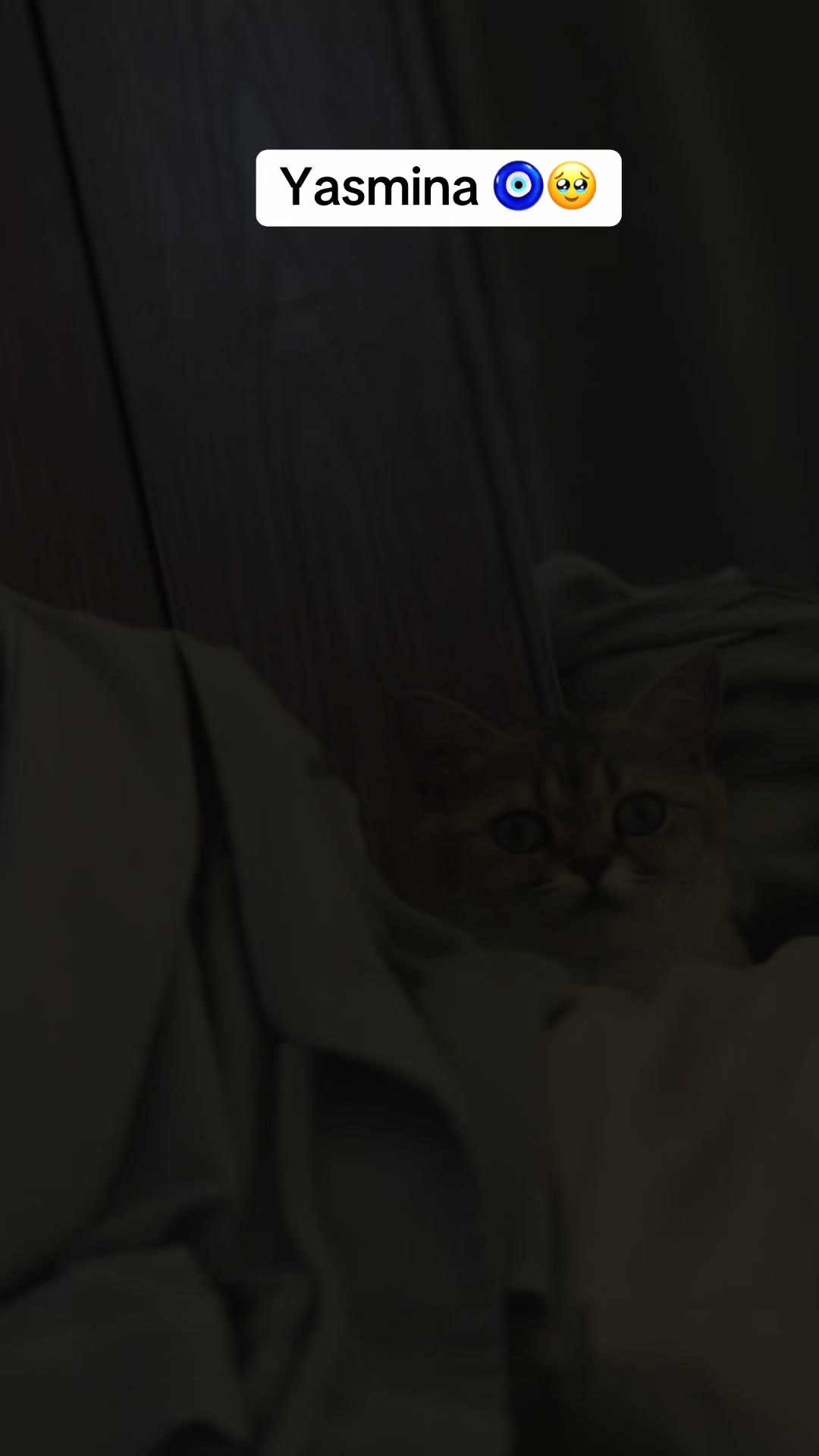 @pets.passion1
