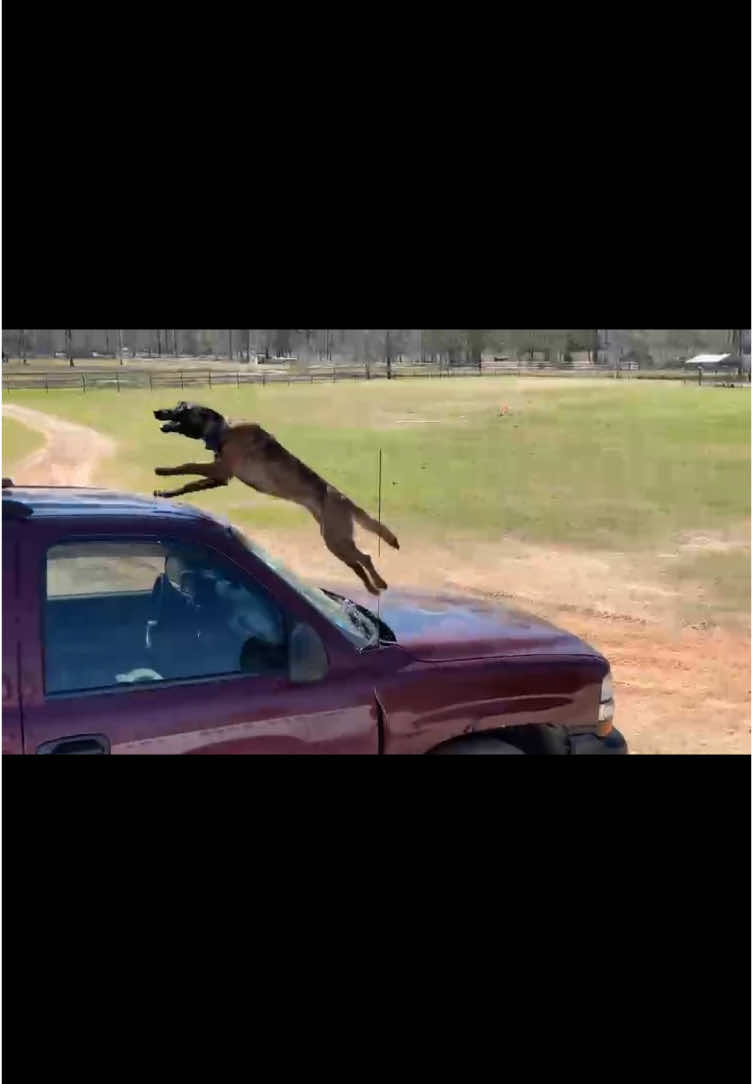 @Damu The Malinois