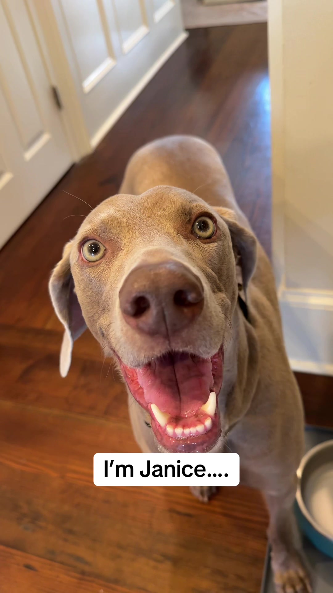 @Zoey the Weim