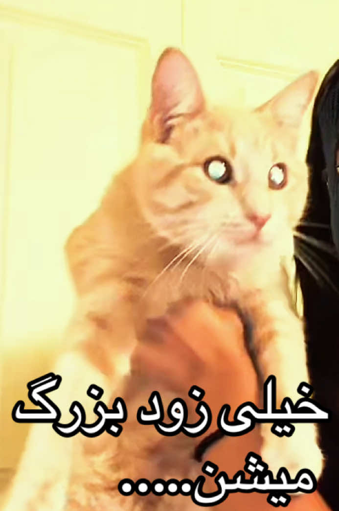 @yourfavpersian