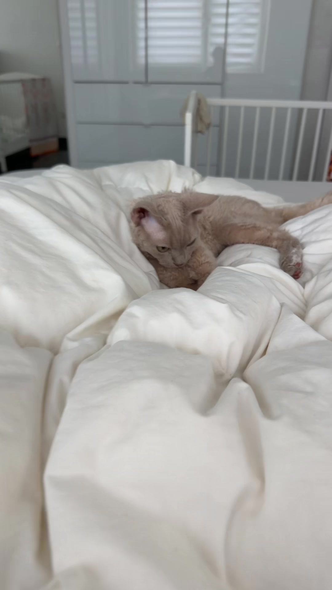@TugbasCats