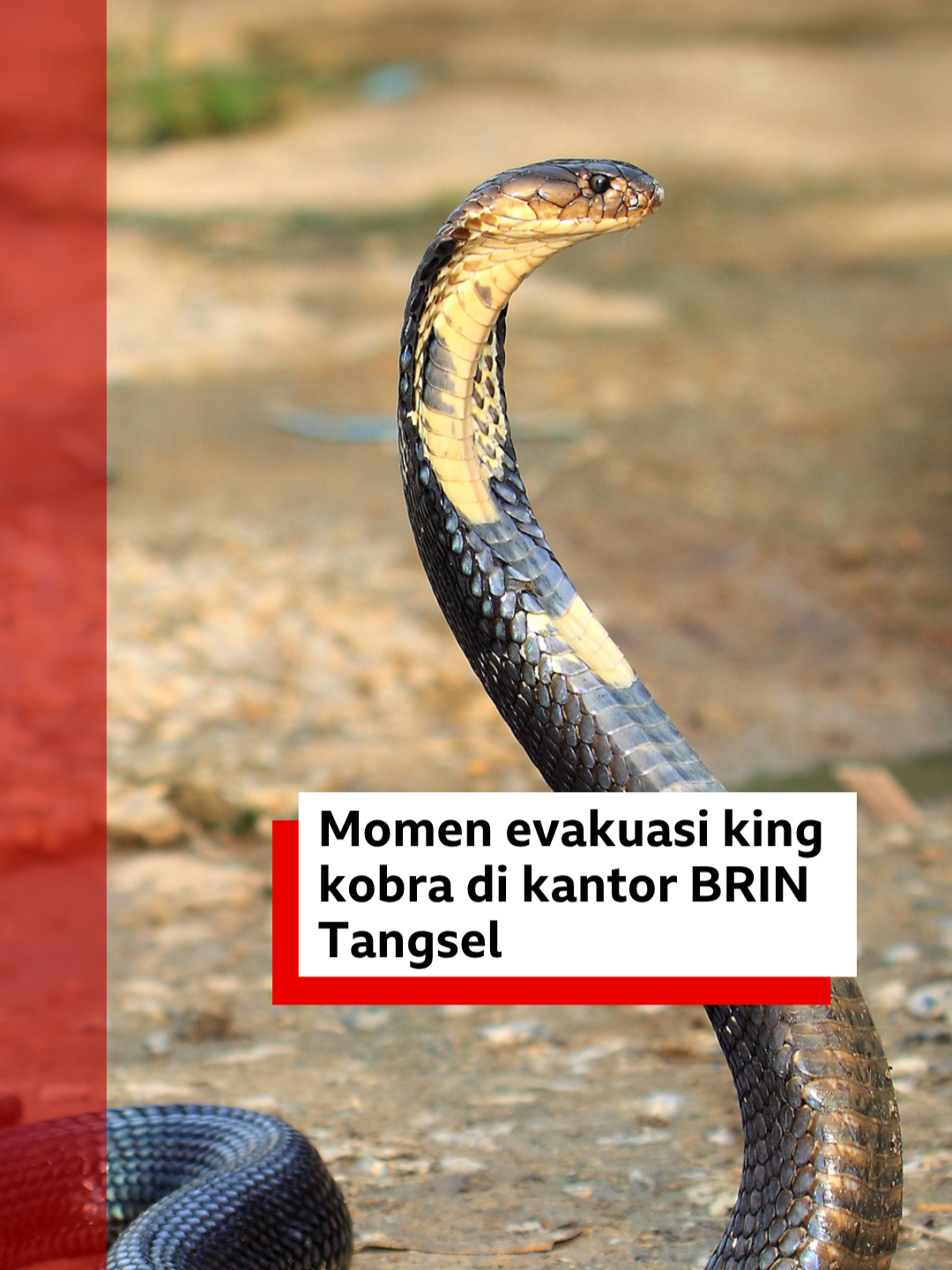 @bbcnewsindonesia
