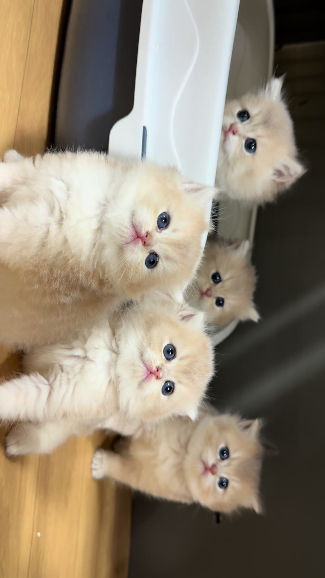@Nya_냐