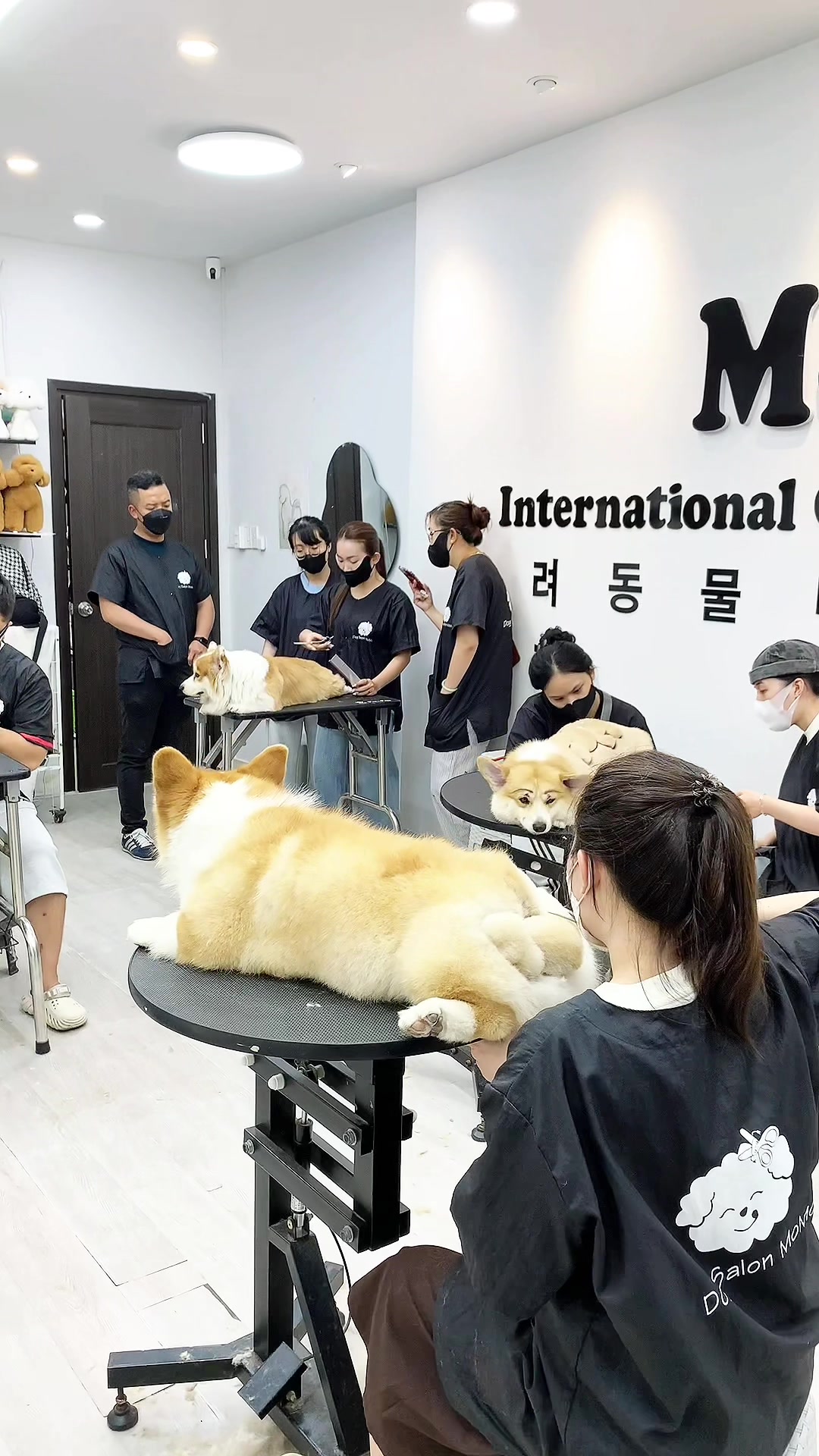 @TuongVan Petstylist