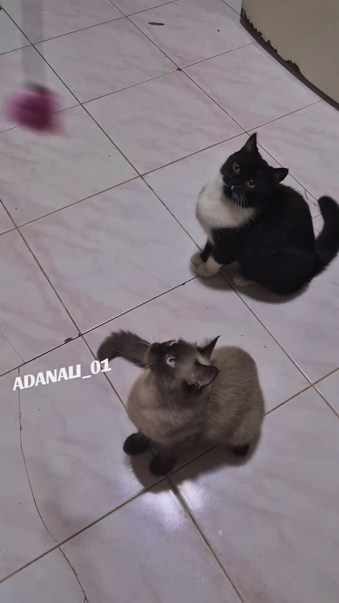@☪⃝🇹🇷🐺ADANALI_01🐺☪⃝🇹🇷