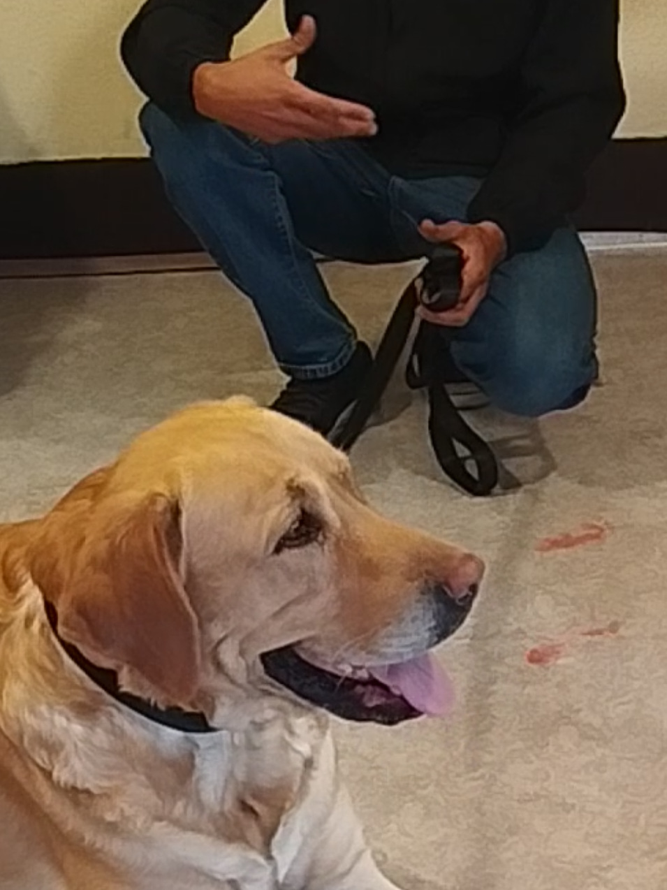 @Canine Companions Np