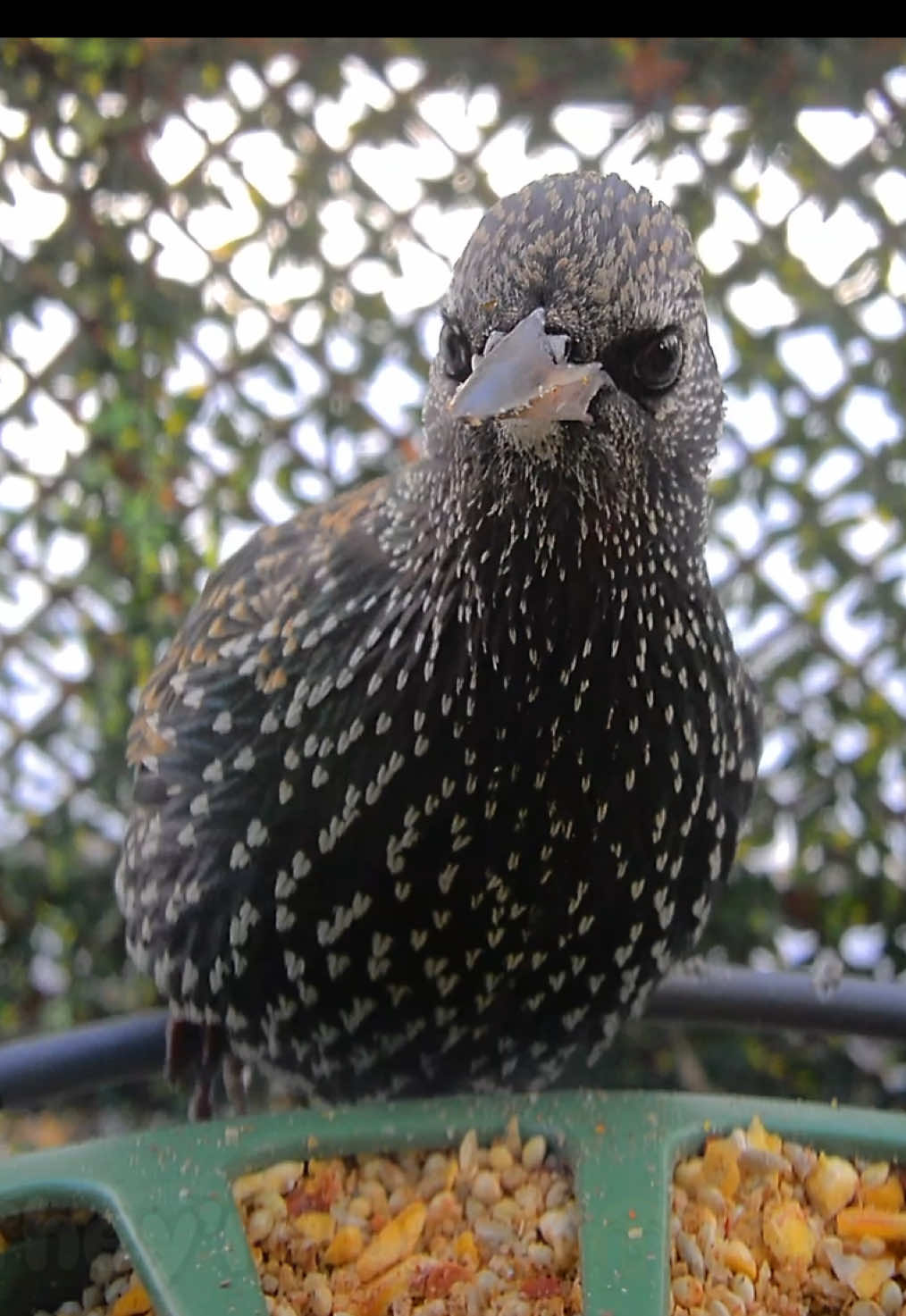 @The Bird Cafe