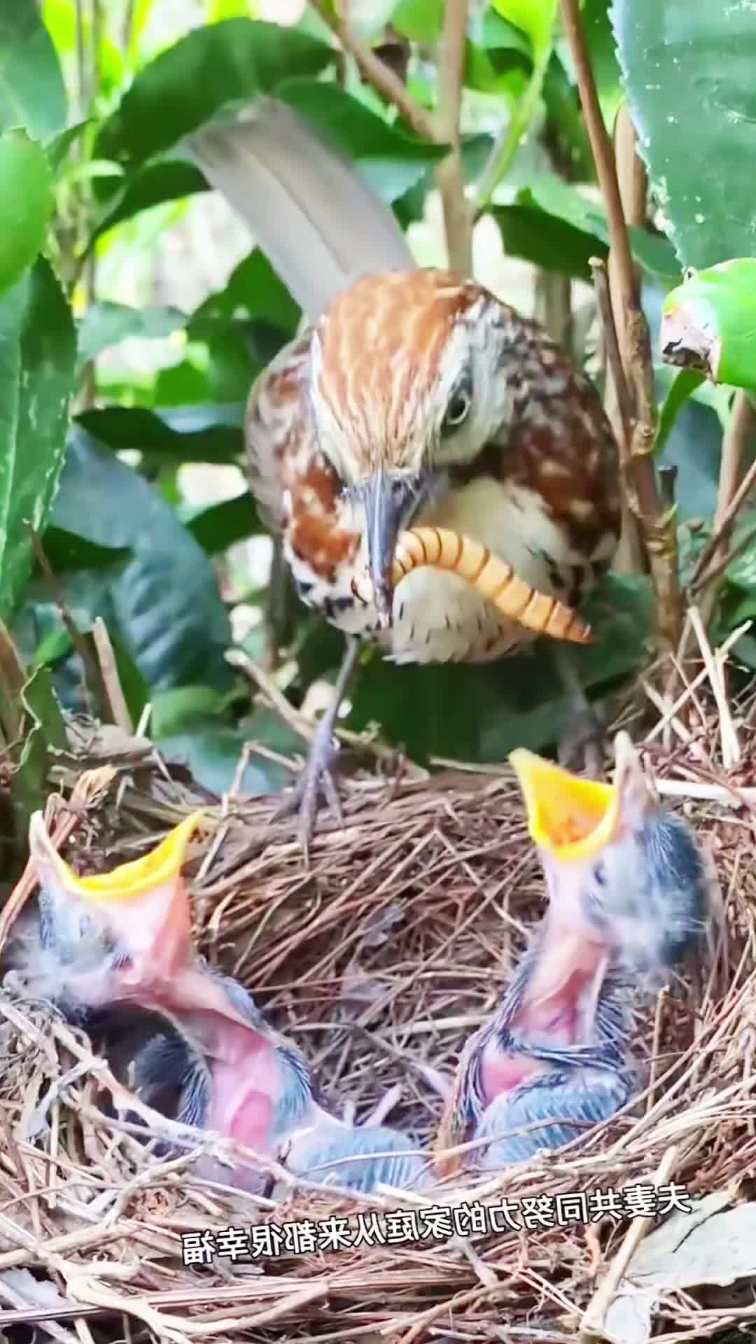 @gyfhvavmjg7