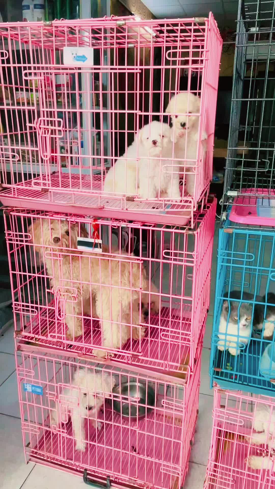 @THẾ GIỚI CH&Oacute; M&Egrave;O XINH😘
