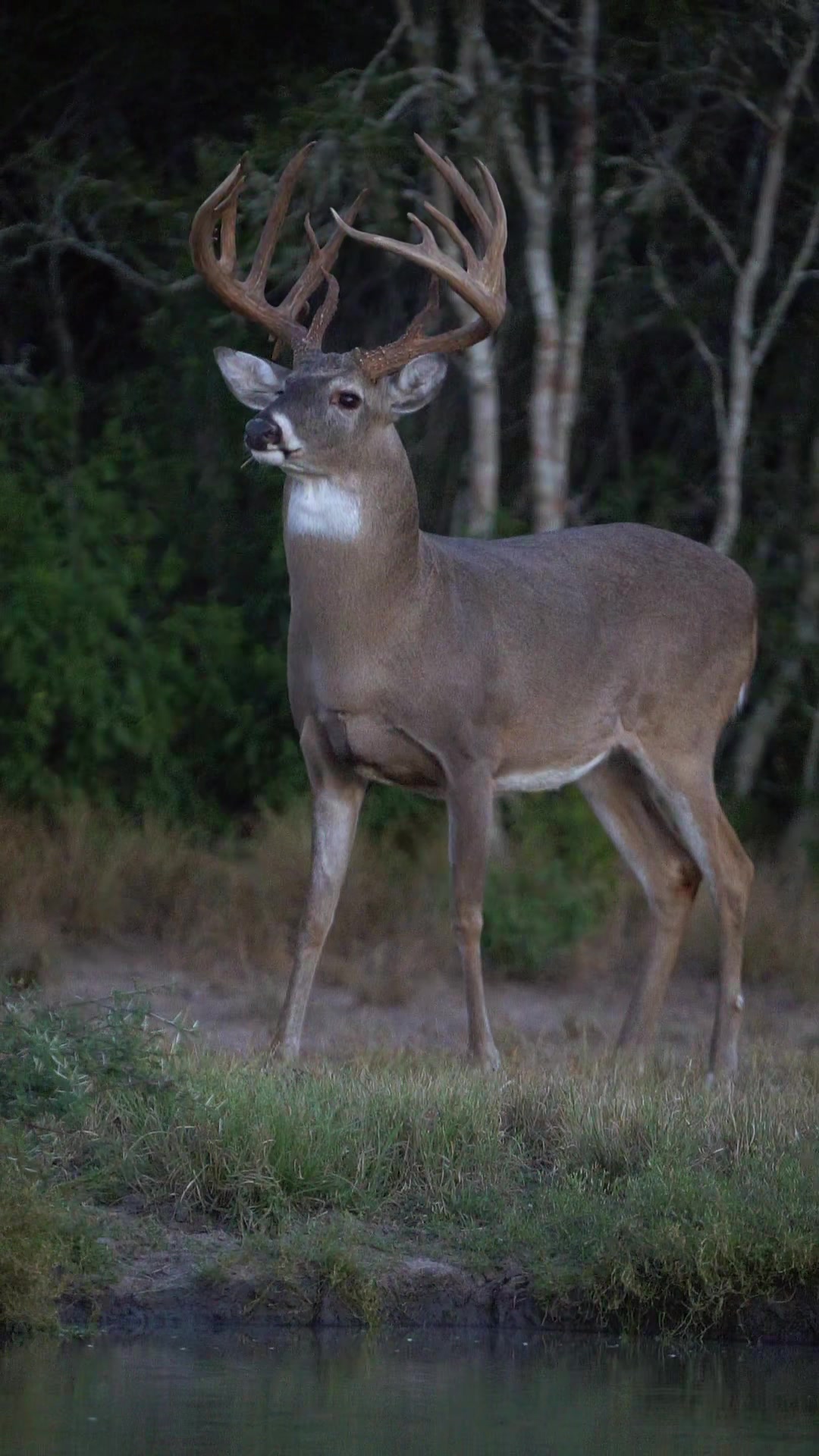 @South Texas Whitetails
