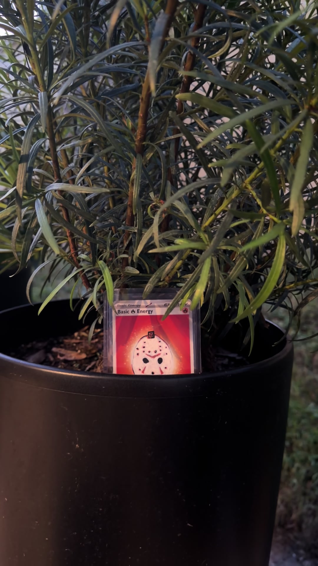 @taylor’s art and hosted shows