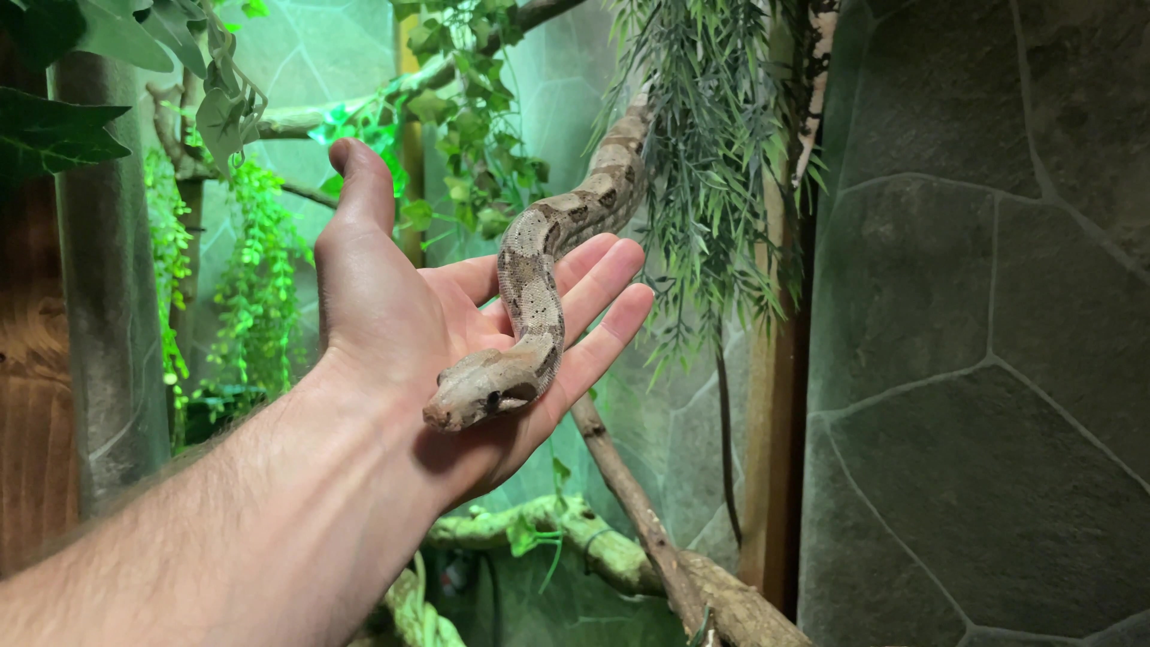 @The All-Animal Channel