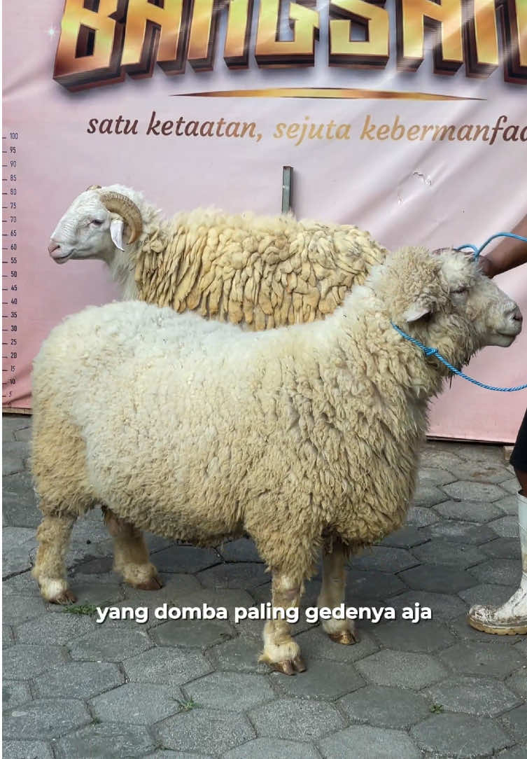 @Dyodoran