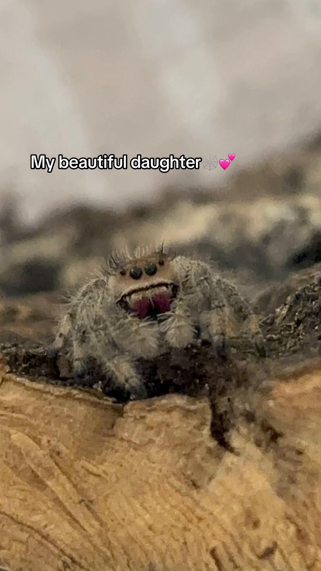 @talialalily