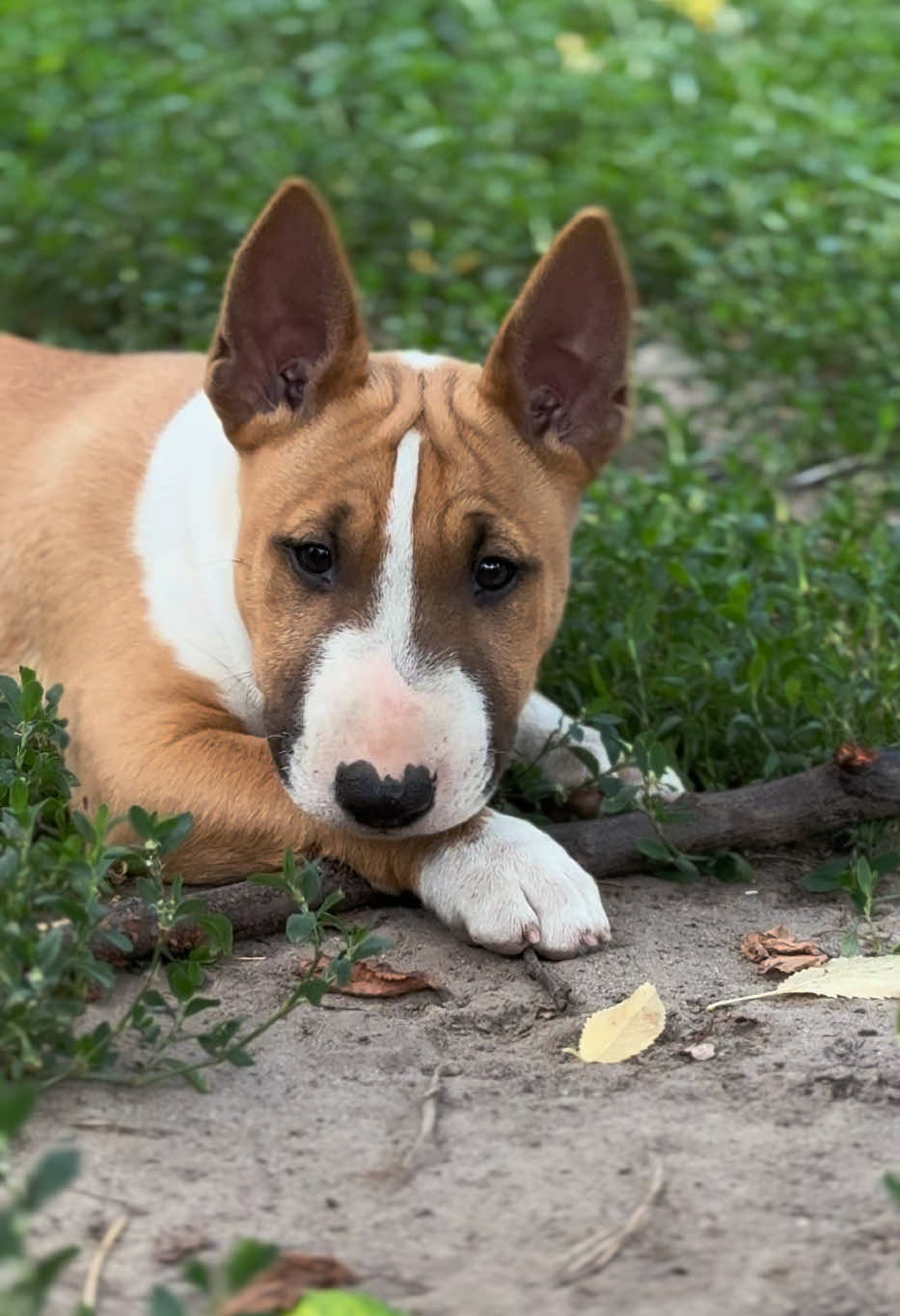 @Terra_Viva_minibullterrier