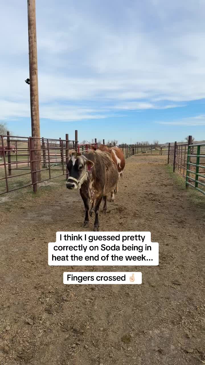 @Hayley | Crooked Creek Farms