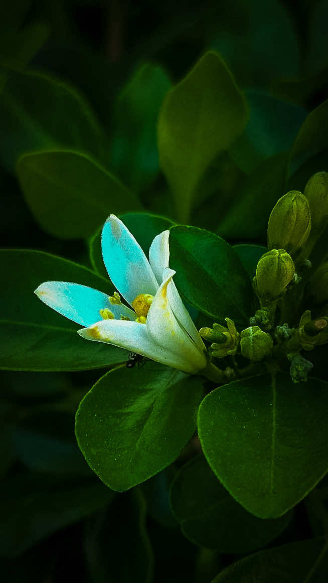 @𝑻𝒂̂𝒏 𝑻𝒉𝒊
