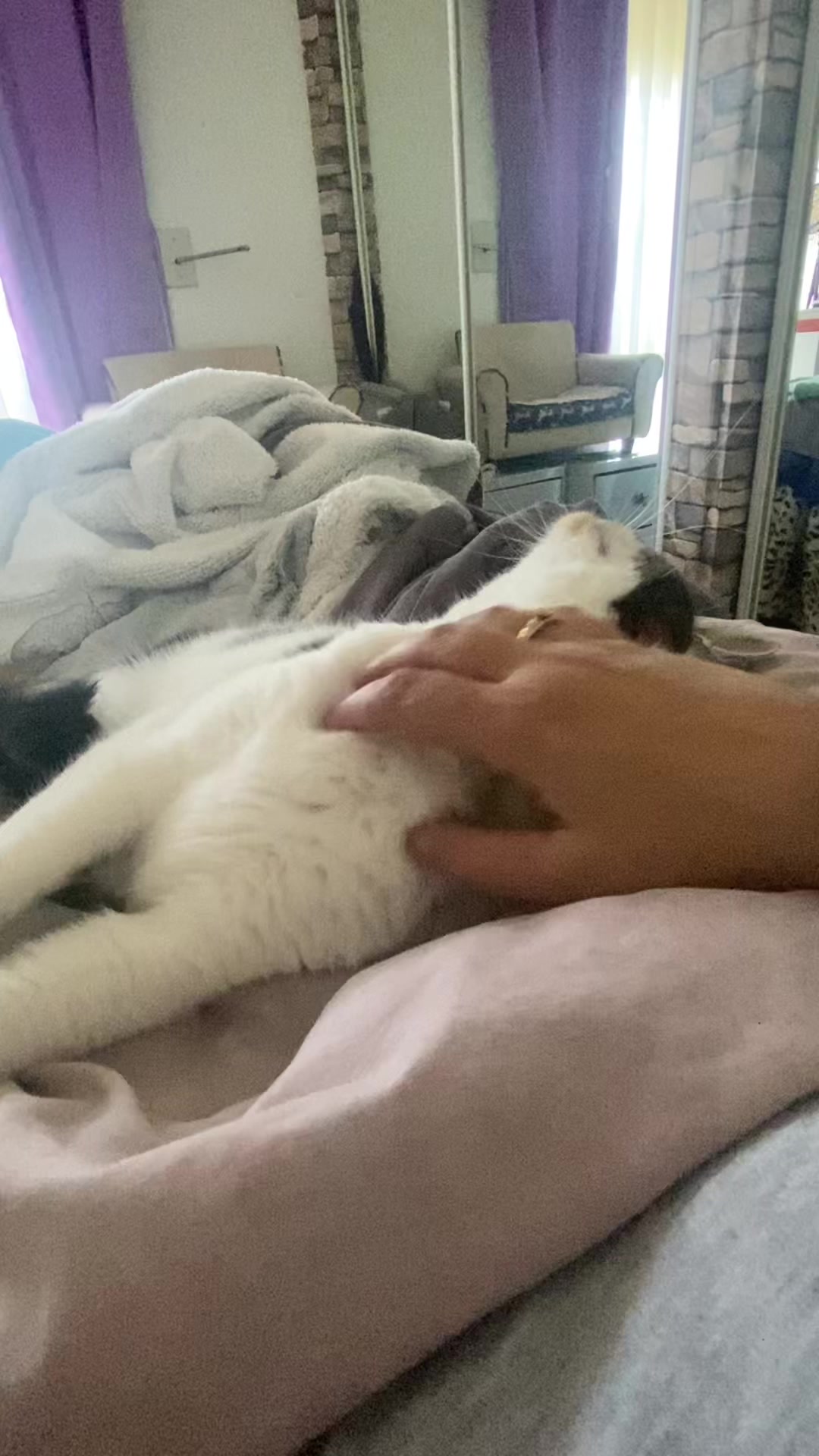 @Romina.cuddle.catclub