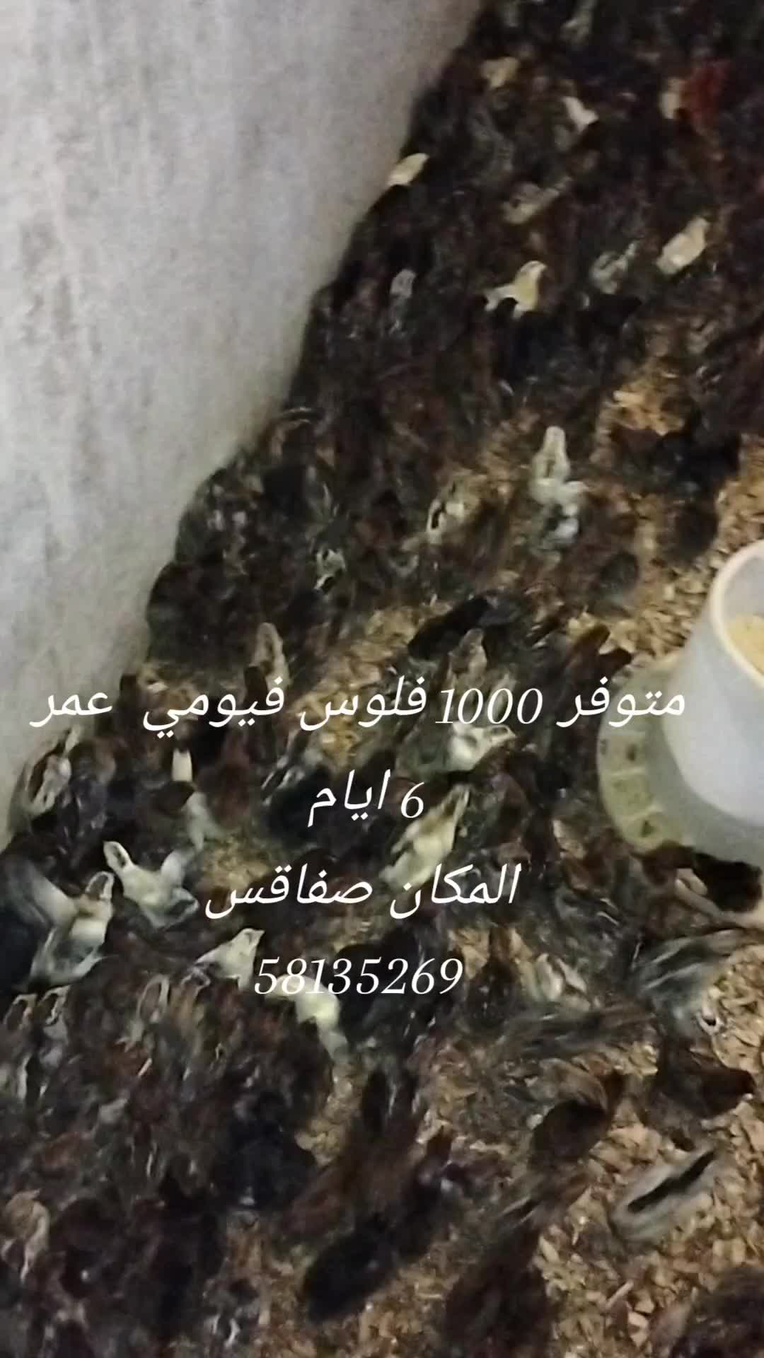 @فيومي ذهبي صفاقس