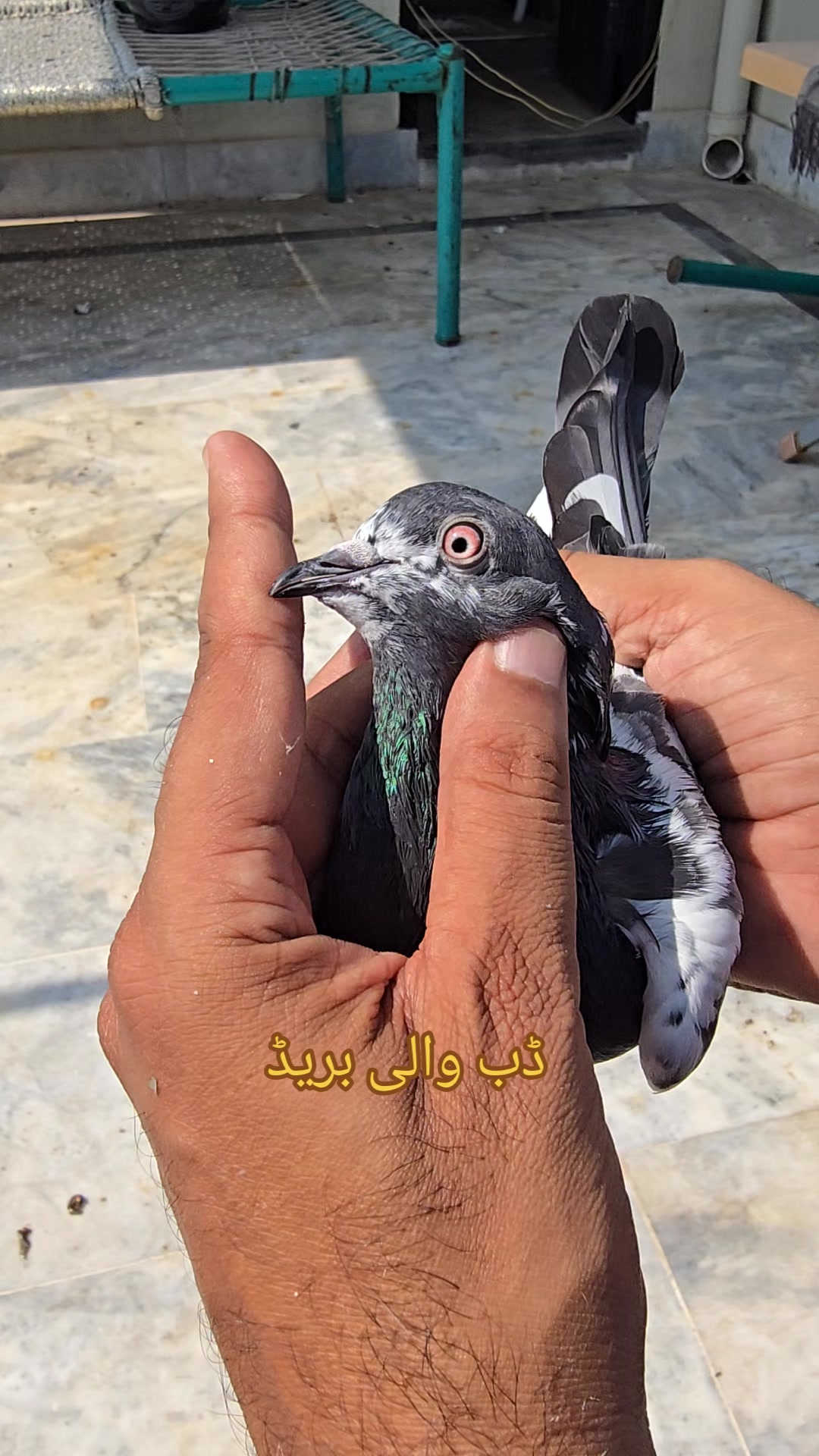 @Malik Mohkam Khokhar